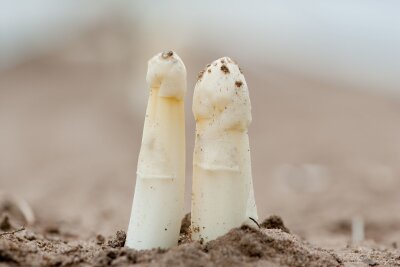 10 Dinge, die Sie über Spargel wissen sollten - Frischen Spargel erkennen Verbraucher an den geschlossenen Spitzen.