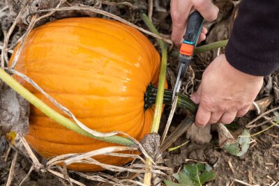 10 Tipps für eine reiche Kürbis-Ernte im Garten - Anbau im Garten: Speise- und Zierkürbisse sollten nicht gemischt werden.