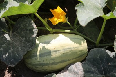 10 Tipps für eine reiche Kürbis-Ernte im Garten - Mit reichlich Sonne gedeihen Spaghettikürbis & Co besonders gut.