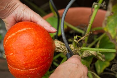 10 Tipps für eine reiche Kürbis-Ernte im Garten - Bereit zur Ernte: Hokkaidokürbisse lassen sich mit einem scharfen Messer abtrennen.