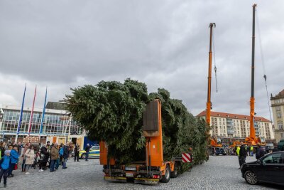 100 Jahre alte 25-Meter-Tanne für Dresdens Weihnachtsmarkt - Der Baum für den diesjährigen Dresdner Striezelmarkt ist eine etwa 25 Meter hohe Nordmanntanne aus Freital.