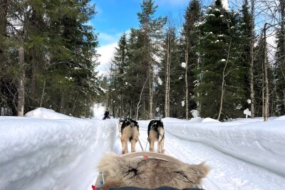 20 Stunden dunkel: Warum der Winter im Norden dennoch lohnt - Ist das Husky-Gespann einmal in Fahrt, gibt es kein Halten mehr.