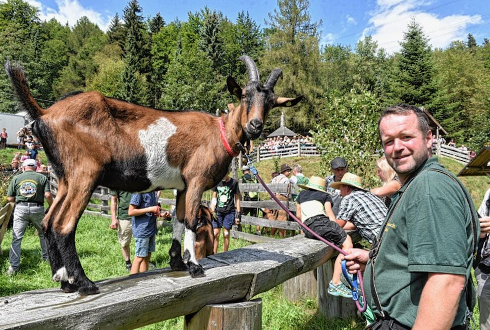 22. Wildbachfest: Schönste Ziege des Erzgebirges heißt Fränzi - Zu den heimsichen Teilnehmern gehörten Ziegenbock Paul und Hirte Heiko. Foto: Christof Heyden