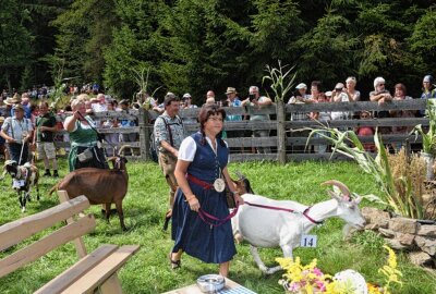 22. Wildbachfest: Schönste Ziege des Erzgebirges heißt Fränzi - Die Hirten bringen ihre Wettberwersbteinehmerinn auf die Schauwies. Rechts vorn die Vorjahressiegern Rosali aus Aue. Foto: Christof Heyden