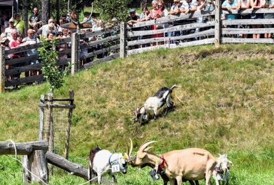 22. Wildbachfest: Schönste Ziege des Erzgebirges heißt Fränzi - Das Publikum studiert die aufgeweideten Wettbewerbsteilnehmer, unten links iist die spätere Siegerin zu sehen: Fränzi mit Nummer 13 . Foto: Christof Heyden