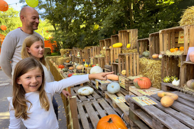 50.000 Kürbisse als Herbsttraum eröffnet: Oskarshausen wird zu Kürbishausen - Im Außengelände von Oskarshausen in Freital wurde am vergangenen Freitag um 10 Uhr die exklusive Ausstellung "Kürbishausen" eröffnet.