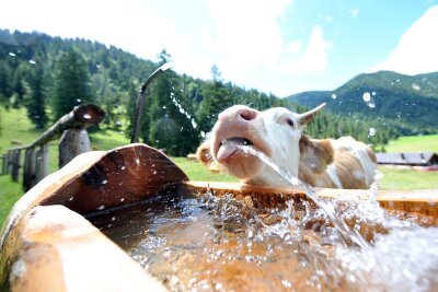 7 Fakten über die wertvolle Ressource Wasser - Rinder verbrauchen nicht nur Wasser beim Trinken. Ein Großteil entfällt auf den Futteranbau.