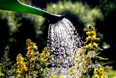 7 Fakten über die wertvolle Ressource Wasser - Eine Regentonne bietet kostenloses Gießwasser.