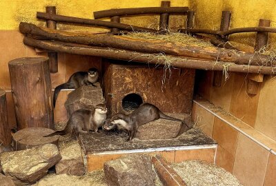 Abschied im Auer Zoo: Zwergotter "Digedag" findet neues Zuhause in Solingen - Der Auer Zoo der Minis gibt ein Zwergotter-Männchen nach Solingen in den Tierpark "Fauna" ab. Foto: Ralf Wendland