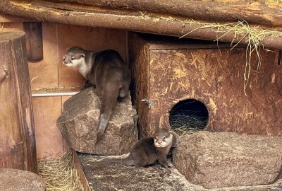 Abschied im Auer Zoo: Zwergotter "Digedag" findet neues Zuhause in Solingen - Der Auer Zoo der Minis gibt ein Zwergotter-Männchen nach Solingen in den Tierpark "Fauna" ab. Foto: Ralf Wendland