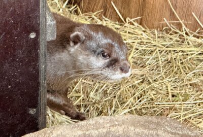 Abschied im Auer Zoo: Zwergotter "Digedag" findet neues Zuhause in Solingen - Der Auer Zoo der Minis gibt ein Zwergotter-Männchen nach Solingen in den Tierpark "Fauna" ab. Foto: Ralf Wendland