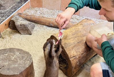 Abschied im Auer Zoo: Zwergotter "Digedag" findet neues Zuhause in Solingen - Zootierpfleger Peter Hömke bei der Fütterung eines Zwergotters. Foto: Ralf Wendland