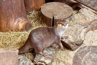 Abschied im Auer Zoo: Zwergotter "Digedag" findet neues Zuhause in Solingen - Der Auer Zoo der Minis gibt ein Zwergotter-Männchen nach Solingen in den Tierpark "Fauna" ab. Foto: Ralf Wendland