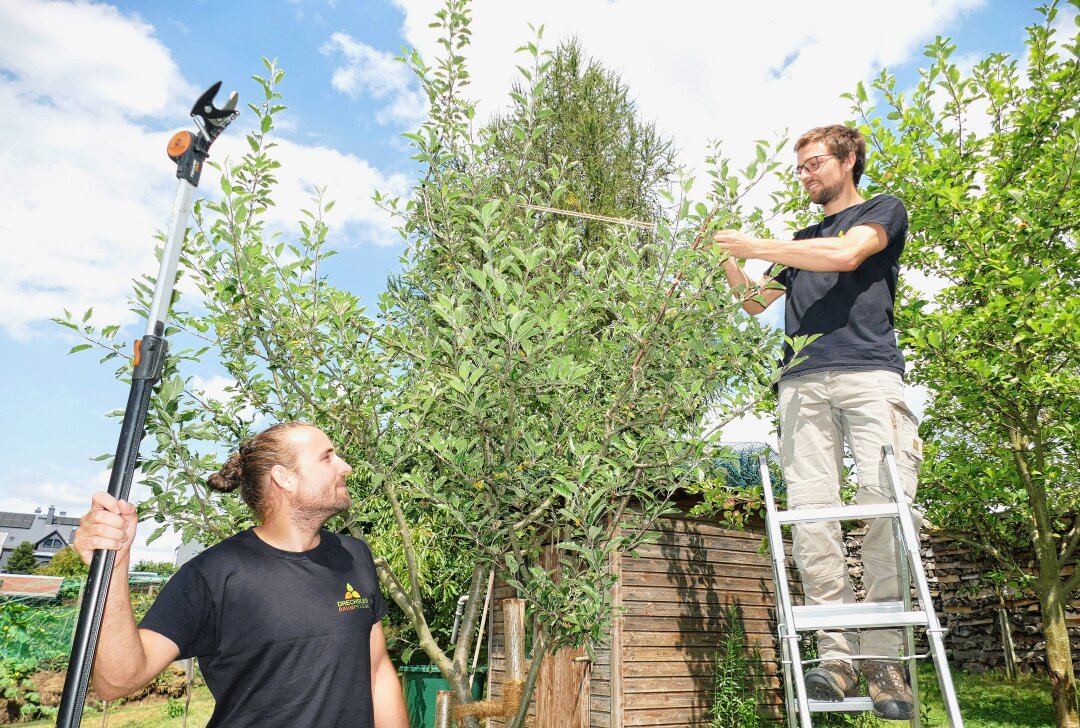 Abschluss mit Auszeichnung: Erzgebirger wird zum Obstbaum-Doktor - Die Brüder Matthias (links) und Stephan Drechsler haben gemeinsam eine Baumfplege-Firma gegründet. Foto: Andreas Bauer