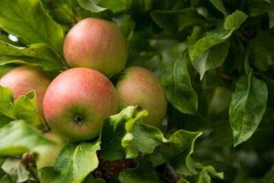 Äpfel statt Tulpen: Im Obstgarten der Niederlande - Äpfel - in der Betuwe werden viele Sorten des Kernobstes kultiviert. Sehenswert ist die Region zur Blüte - aber auch zur Erntezeit im Herbst.