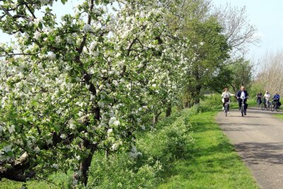 Äpfel statt Tulpen: Im Obstgarten der Niederlande - Apfelbäume in voller Blüte an der Radroute entlang der Linge bei Tricht.