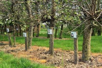 Äpfel statt Tulpen: Im Obstgarten der Niederlande - Kernige Vielfalt: Allein im Nationalen Fruitpark werden 300 verschiedene Apfelsorten kultiviert.