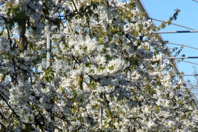 Äpfel statt Tulpen: Im Obstgarten der Niederlande - Weiße Pracht: Apfelblüten eines Obstbaubetriebs in Tricht.