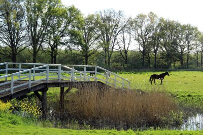 Äpfel statt Tulpen: Im Obstgarten der Niederlande - Auf dem Landgut Marienwaerdt kann man Marmeladen und Obstsäfte kaufen, über Nacht bleiben - oder einfach den Blick auf die Pferdekoppeln genießen, die zum Anwesen gehören.