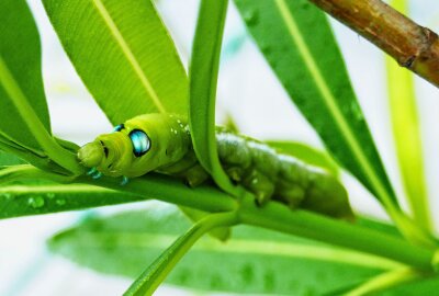 "Alien" in Zschopauer Garten erweist sich als seltener Schwärmer - Die blauen Flecken der Raupe wirken wie Augen, dienen aber in Wirklichkeit der Abschreckung von Feinden. Foto: Andreas Bauer