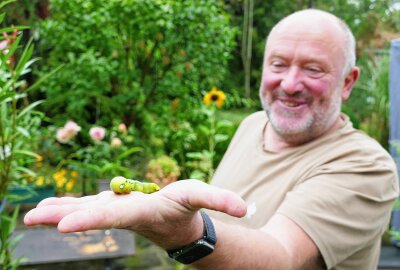 "Alien" in Zschopauer Garten erweist sich als seltener Schwärmer - Stolz präsentiert Joachim Diecks seinen neuen Freund. Foto: Andreas Bauer