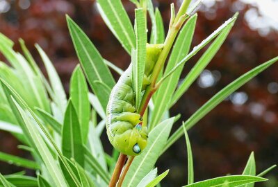 "Alien" in Zschopauer Garten erweist sich als seltener Schwärmer - Oleanderblätter munden der Raupe. Foto: Andreas Bauer