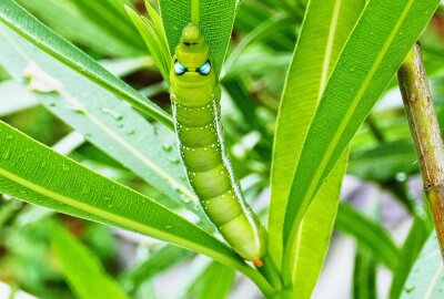 "Alien" in Zschopauer Garten erweist sich als seltener Schwärmer - Nur äußerst selten sind Oleanderschwärmer beziehungsweise deren Raupen nördlich der Alpen zu erleben. Foto: Andreas Bauer