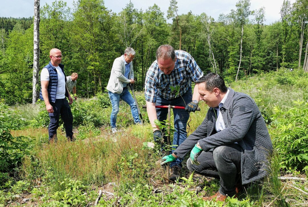 Aufforstung in Gornau vereint Schule, Politik und Wirtschaft - Der Landtagsabgeordnete Jörg Markert und Landrat Rico Anton bei der Pflanzaktion in Gornau. Foto: Andreas Bauer