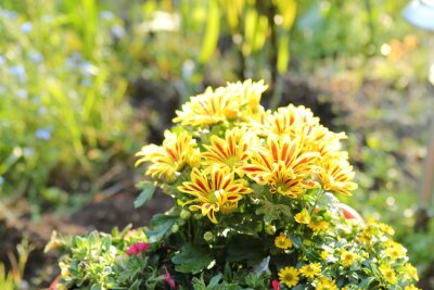 Aus alt mach anders: So geht Upcycling für Einsteiger - Ein Hingucker, den längst nicht jeder im Garten stehen hat: ein Blumentopf aus einem Gartenschlauch. 