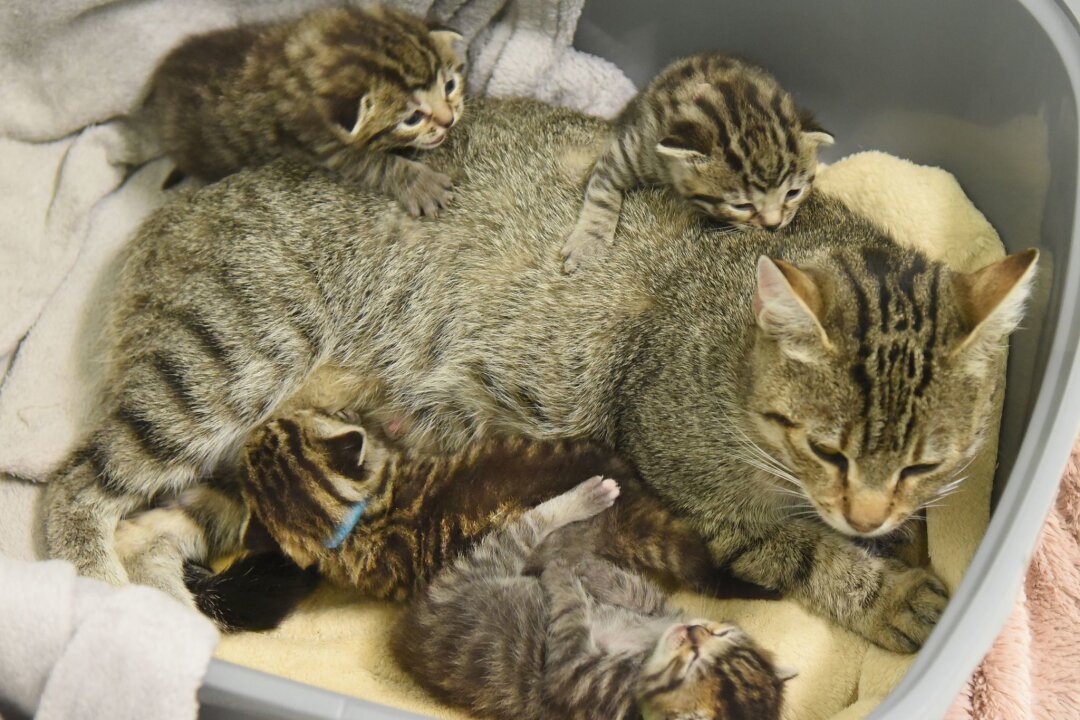 Außergewöhnlich viele Katzenbabys in sächsischen Tierheimen - Im Tierheim Delitzsch liegt Katzenmutter Bambi mit ihren 14 Tage alten Kitten in einer gepolsterten Schüssel.