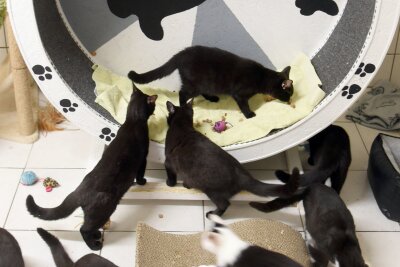 Außergewöhnlich viele Katzenbabys in sächsischen Tierheimen - Schwarze Jungkatzen freuen sich über Leckerlis. Die Samtpfoten warten auf Vermittlung.