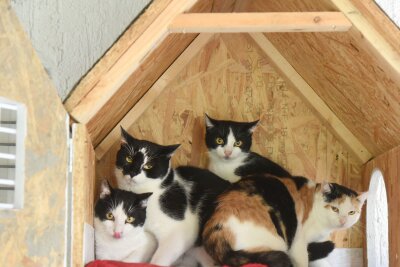 Außergewöhnlich viele Katzenbabys in sächsischen Tierheimen - Im Tierheim Delitzsch sitzen sehr scheue Katzen in einem eigens für sie gebauten Katzenhaus mit Tür.