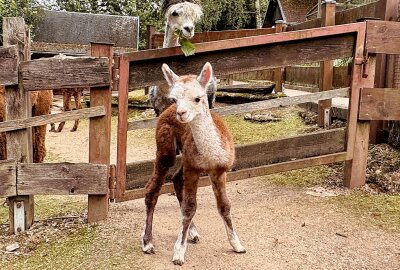 Babyboom im Auer Zoo der Minis: Diese süßen Jungtiere gibt es zu sehen - Im Auer Zoo der Minis gibt es Nachwuchs bei den Alpakas. Foto: Ralf Wendland