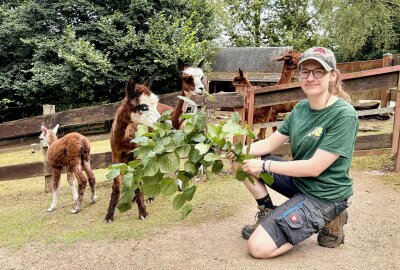 Babyboom im Auer Zoo der Minis: Diese süßen Jungtiere gibt es zu sehen - Zootierpflegerin Magdalena Thum im Gehege der Alpakas. Foto: Ralf Wendland