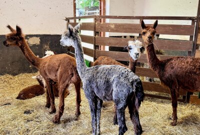 Babyboom im Auer Zoo der Minis: Diese süßen Jungtiere gibt es zu sehen - Im Auer Zoo der Minis gibt es Nachwuchs bei den Alpakas. Ralf Wendland