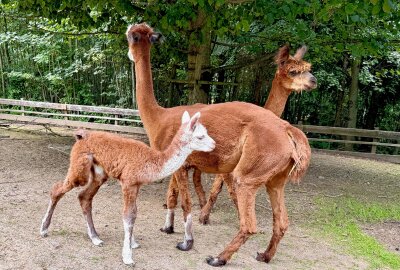 Babyboom im Auer Zoo der Minis: Diese süßen Jungtiere gibt es zu sehen - Im Auer Zoo der Minis gibt es Nachwuchs bei den Alpakas. Foto: Ralf Wendland