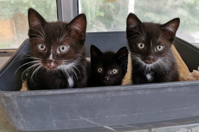 Babykatzen Amber, Ash und Archie suchen ein Zuhause - Babykatzen Amber, Ash und Archie wurden im Tierheim Vielauer Wald in Zwickau geboren und suchen ein Zuhause.