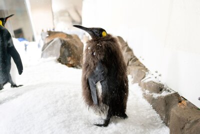 Bald im Frack: Riesen-Pinguin Pesto wird erwachsen - Pesto trägt bald Frack.