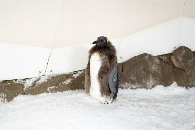 Bald im Frack: Riesen-Pinguin Pesto wird erwachsen - Pesto trägt schon bald sein neues Federkleid.