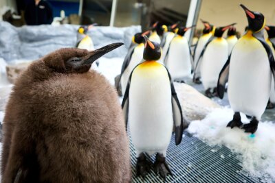 Bald im Frack: Riesen-Pinguin Pesto wird erwachsen - Der kugelrunde Pesto war schnell zum Social-Media-Star avanciert.