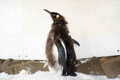 Bald im Frack: Riesen-Pinguin Pesto wird erwachsen - Während der Mauser verlieren Pinguine viel Gewicht.