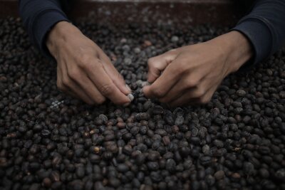 Barista-Anleitung: In 5 Schritten zum perfekten Espresso - "Geisha": Der teuerste Kaffee Panamas.