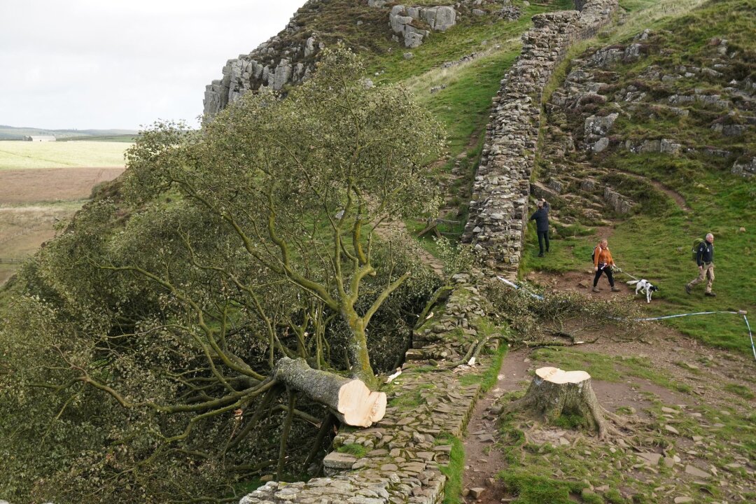 Baum der Nation - ein Land trauert um ein gefälltes Symbol - Der illegal gefällte Berg-Ahorn-Baum ("Sycamore Tree") am Hadrianswall in Northumberland. Der Vorfall hatte in Großbritannien große Betroffenheit ausgelöst.