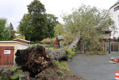 Baum fällt auf Garage: Person verletzt und Stromleitungen beschädigt - Dank schnellem Eingreifen gibt es keine weiteren Verletzten. Das Opfer befindet sich im Krankenhaus. Foto: Niko Mutschmann