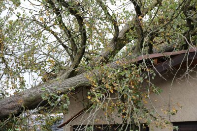 Baum fällt auf Garage: Person verletzt und Stromleitungen beschädigt - Der betroffene Baumwurde fachgerecht entfernt. Foto: Niko Mutschmann