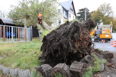 Baum fällt auf Garage: Person verletzt und Stromleitungen beschädigt - Bis zum Abend soll der Alltag wiederhergestellt sein. Foto: Niko Mutschmann