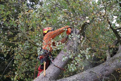 Baum fällt auf Garage: Person verletzt und Stromleitungen beschädigt - Feuerwehr und Techniker koordinieren die Arbeit. Foto: Niko Mutschmann