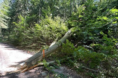 Baumkrone fällt auf beliebten Rad-und Wanderweg in Aue - Feuerwehr Aue und Bad Schlema im Einsatz: Abgebrochene Baumkrone sicher entfernt. Foto: Daniel Unger