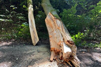 Baumkrone fällt auf beliebten Rad-und Wanderweg in Aue - Feuerwehr Aue und Bad Schlema im Einsatz: Abgebrochene Baumkrone sicher entfernt. Foto: Daniel Unger