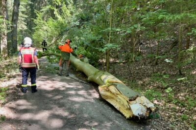 Baumkrone fällt auf beliebten Rad-und Wanderweg in Aue - Feuerwehr Aue und Bad Schlema im Einsatz: Abgebrochene Baumkrone sicher entfernt. Foto: Daniel Unger